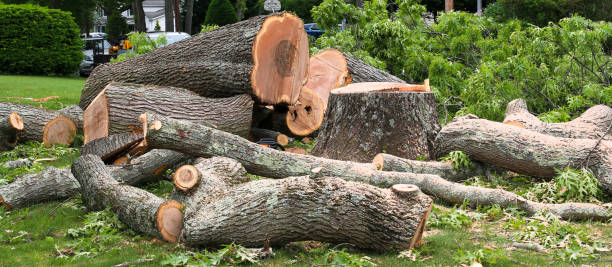 Professional Tree Removal Services in Holly, MI