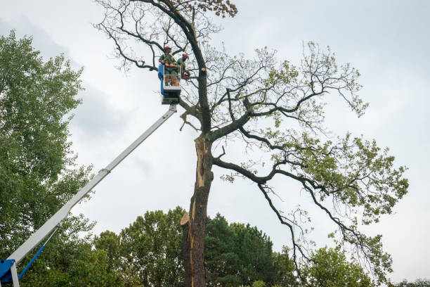 How Our Tree Care Process Works  in  Holly, MI