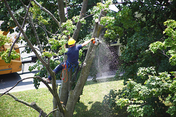 Lawn Watering Services in Holly, MI